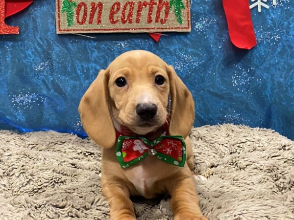 Dachshund-DOG-Female-Blonde-12413-Petland Batavia, Illinois