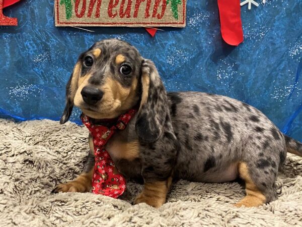Dachshund DOG Male Black / Silver 12412 Petland Batavia, Illinois
