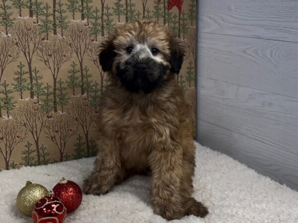 Soft Coated Wheaten Terrier DOG Male Wheaten 20282 Petland Batavia, Illinois