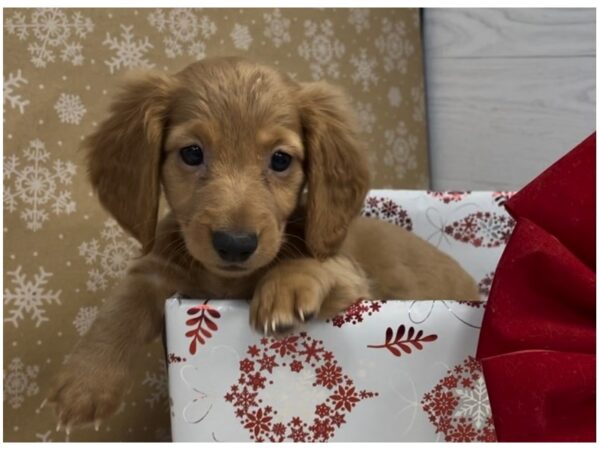 Dachshund DOG Female Blonde 20279 Petland Batavia, Illinois