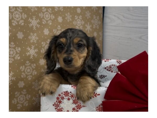 Dachshund DOG Male Black / Silver 20280 Petland Batavia, Illinois