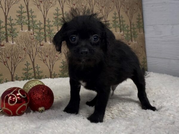 Chihuahua DOG Male Black 20278 Petland Batavia, Illinois