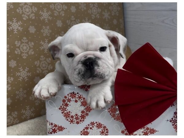 English Bulldog DOG Male Red and White 12438 Petland Batavia, Illinois