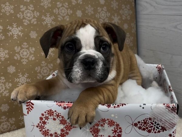 English Bulldog DOG Female Red and White 12437 Petland Batavia, Illinois