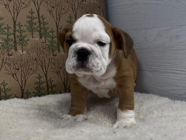 English Bulldog DOG Male Red and White 20297 Petland Batavia, Illinois