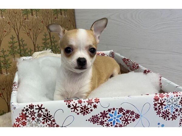 Chihuahua DOG Female 20275 Petland Batavia, Illinois