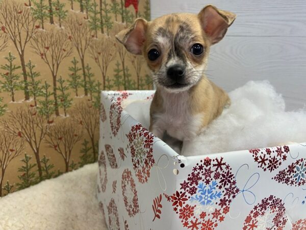 Chihuahua DOG Female 20276 Petland Batavia, Illinois