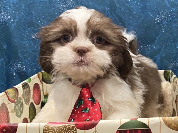 Shih Tzu DOG Male Chocolate and White 12422 Petland Batavia, Illinois