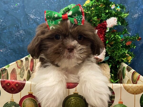 Shih Tzu DOG Female Chocolate and White 12421 Petland Batavia, Illinois