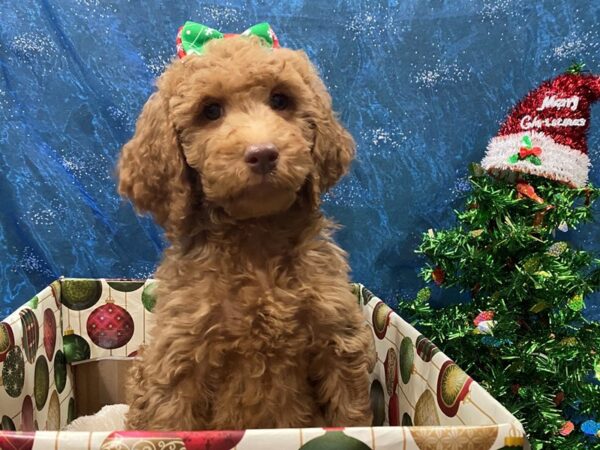 Goldendoodle 2nd Generation DOG Female Red 12420 Petland Batavia, Illinois