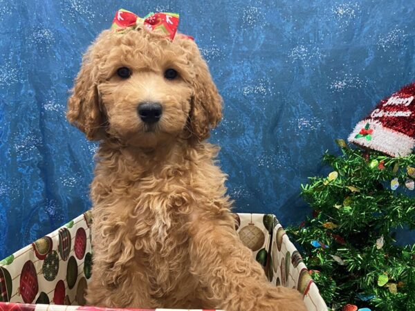 Goldendoodle 2nd Generation DOG Female Red 12419 Petland Batavia, Illinois