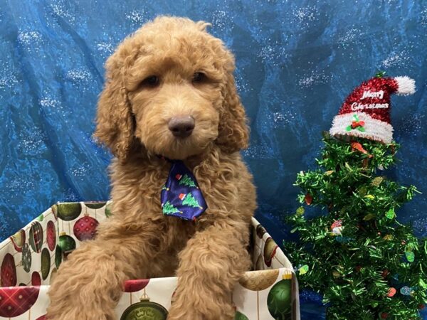 Goldendoodle 2nd Generation DOG Male Red 12418 Petland Batavia, Illinois