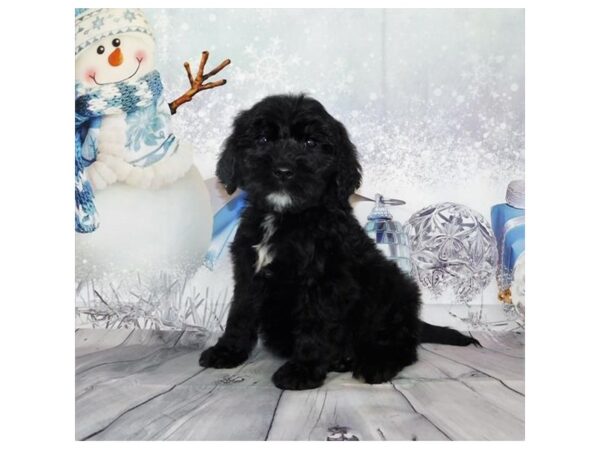 Goldendoodle DOG Male Black 20585 Petland Batavia, Illinois