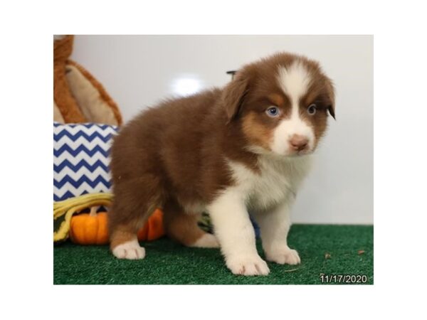 Australian Shepherd-DOG-Female-Red-12435-Petland Batavia, Illinois