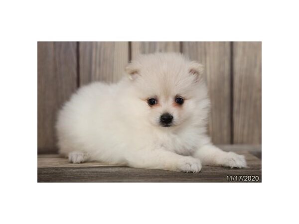 Pomeranian DOG Female Cream 12436 Petland Batavia, Illinois