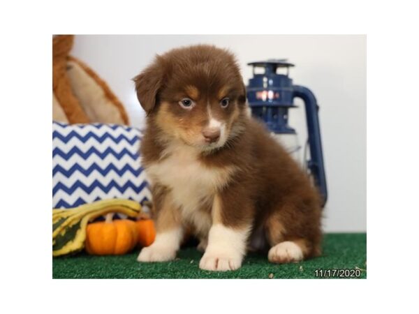 Australian Shepherd DOG Female Red 20589 Petland Batavia, Illinois