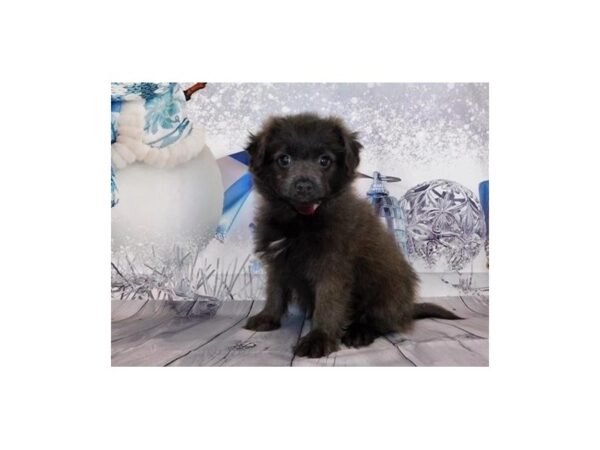 Pomapoo-DOG-Male-Blue-20310-Petland Batavia, Illinois