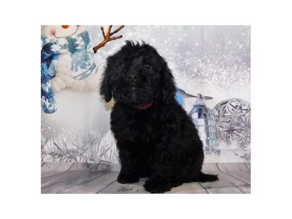 Goldendoodle DOG Male Black 20307 Petland Batavia, Illinois