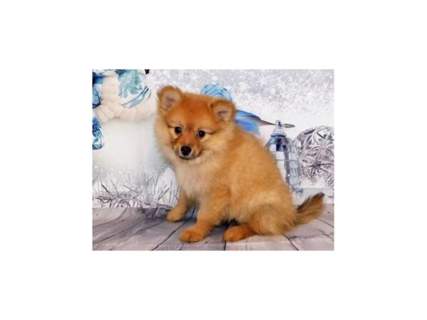 Pomeranian DOG Female Orange 20308 Petland Batavia, Illinois