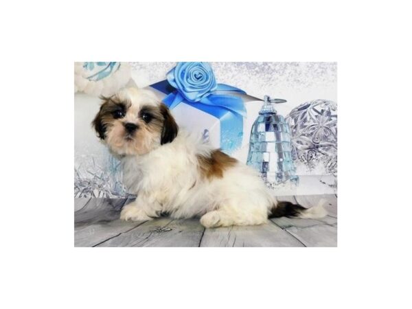 Shih Tzu DOG Male Gold / White 20309 Petland Batavia, Illinois