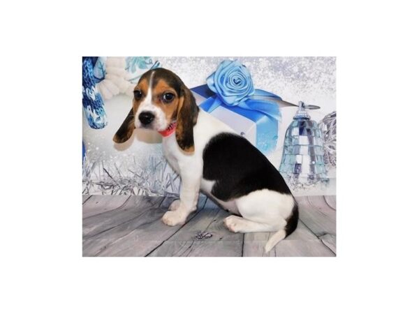 Beagle DOG Female Black White / Tan 20586 Petland Batavia, Illinois