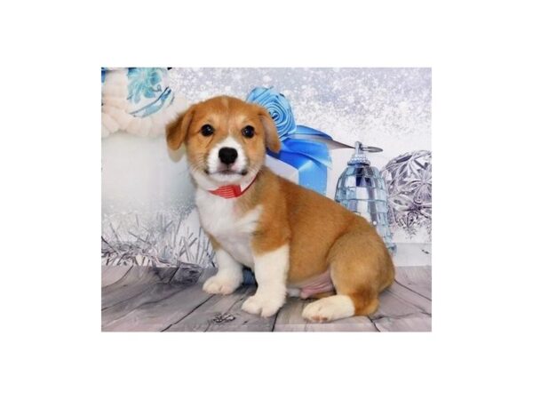 Pembroke Welsh Corgi DOG Male Red / White 20581 Petland Batavia, Illinois