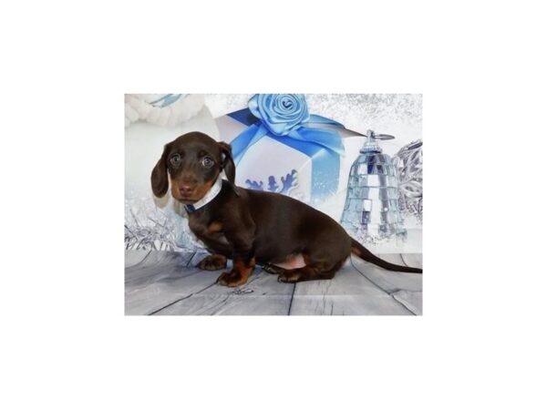 Dachshund-DOG-Male-Chocolate / Tan-20580-Petland Batavia, Illinois