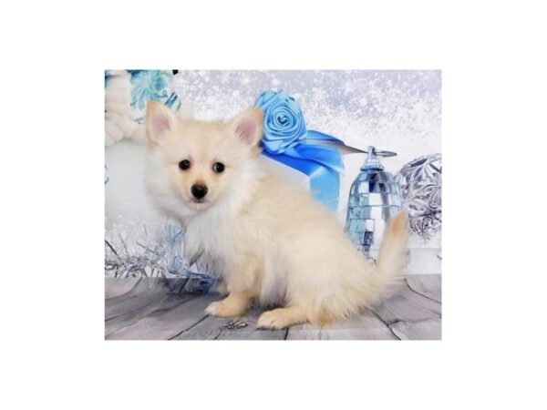 Pomeranian DOG Male Cream 20582 Petland Batavia, Illinois