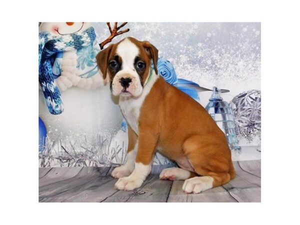 Boxer DOG Female Fawn / White 20579 Petland Batavia, Illinois