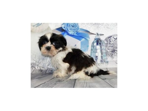 Shih Tzu DOG Male Brindle / White 20583 Petland Batavia, Illinois