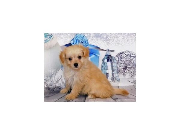 Pomapoo DOG Male Cream 12432 Petland Batavia, Illinois