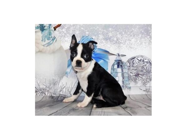 Boston Terrier DOG Female Black / White 12427 Petland Batavia, Illinois