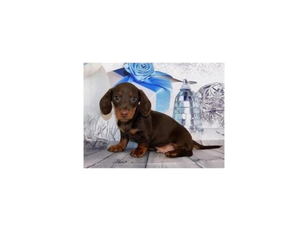 Dachshund DOG Male Chocolate / Tan 12428 Petland Batavia, Illinois