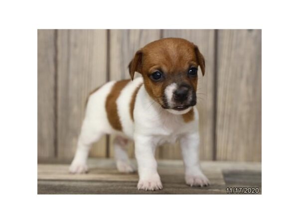 Jack Russell Terrier DOG Male Brown / White 20590 Petland Batavia, Illinois