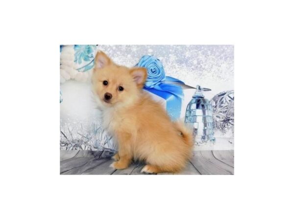 Pomeranian DOG Female Cream 12429 Petland Batavia, Illinois