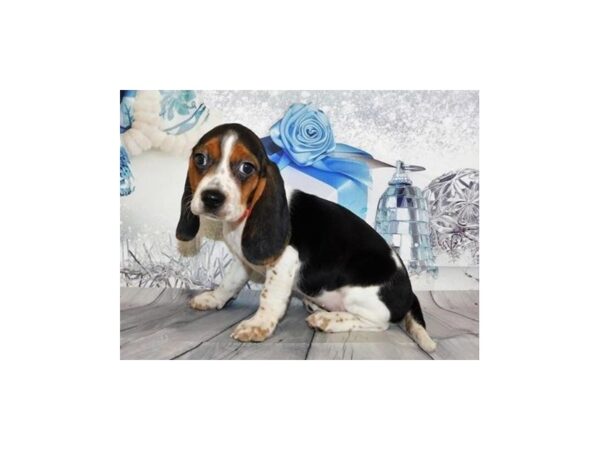 Beagle DOG Female Black White / Tan 12426 Petland Batavia, Illinois