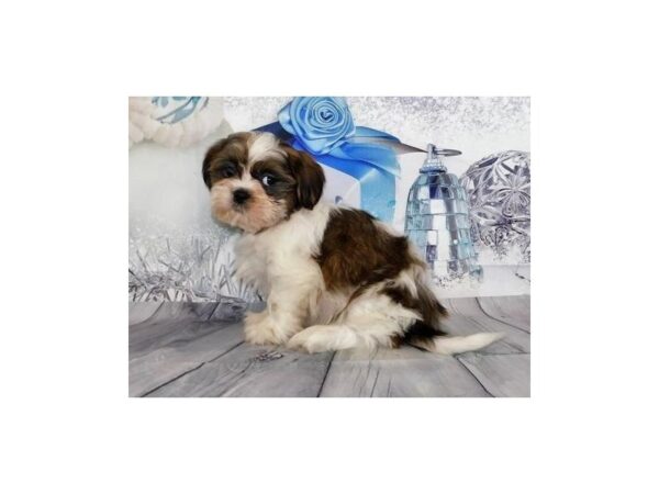 Shih Tzu DOG Male Gold / White 12430 Petland Batavia, Illinois