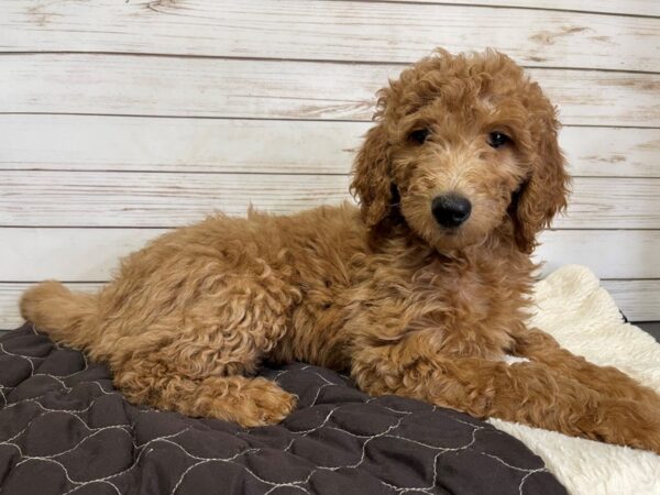 Goldendoodle 2nd Generation-DOG-Female-Red-20571-Petland Batavia, Illinois