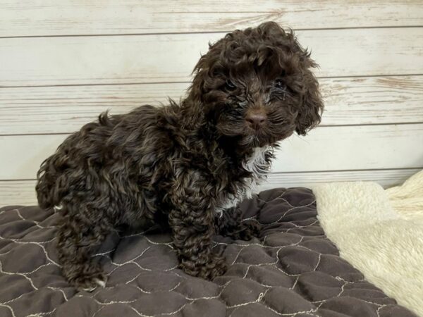 Cocka Poo-DOG-Female-Chocolate-20578-Petland Batavia, Illinois