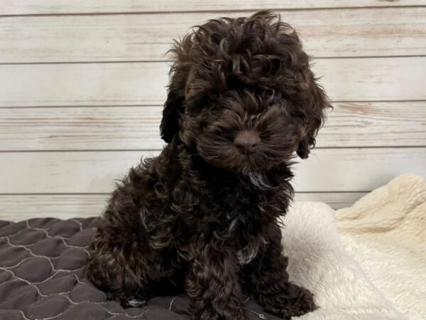 Cocka Poo DOG Female Chocolate 20577 Petland Batavia, Illinois