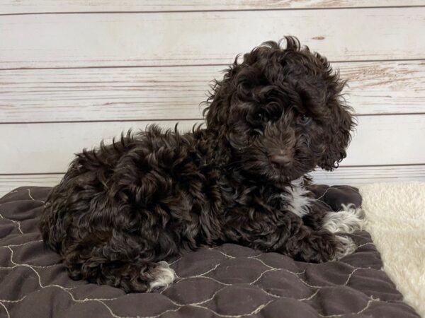 Cocka Poo-DOG-Male-Chocolate-20576-Petland Batavia, Illinois