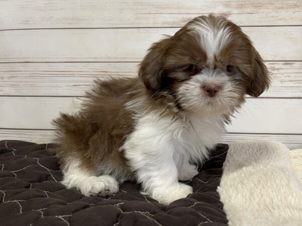 Shih Tzu DOG Male Chocolate and White 20575 Petland Batavia, Illinois