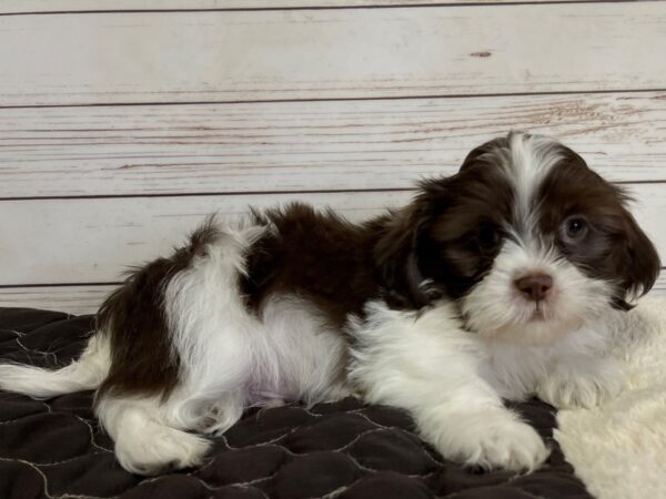 Shih Tzu DOG Male Chocolate and White 20574 Petland Batavia, Illinois