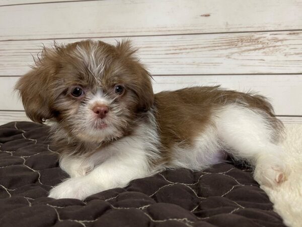 Shih Tzu DOG Female Chocolate and White 20573 Petland Batavia, Illinois