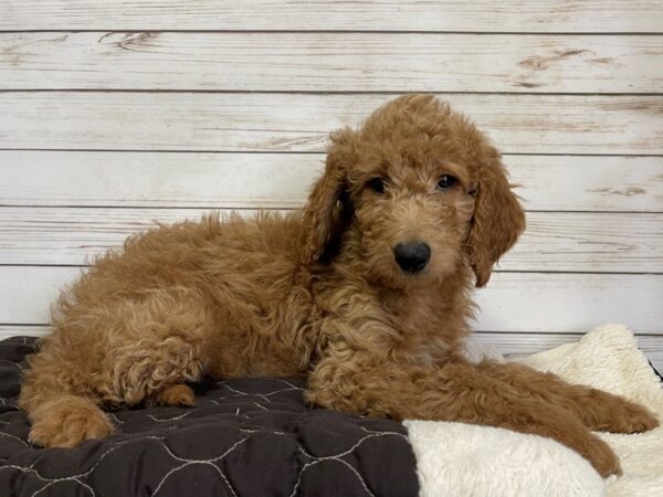 Goldendoodle 2nd Generation-DOG-Female-Red-20572-Petland Batavia, Illinois