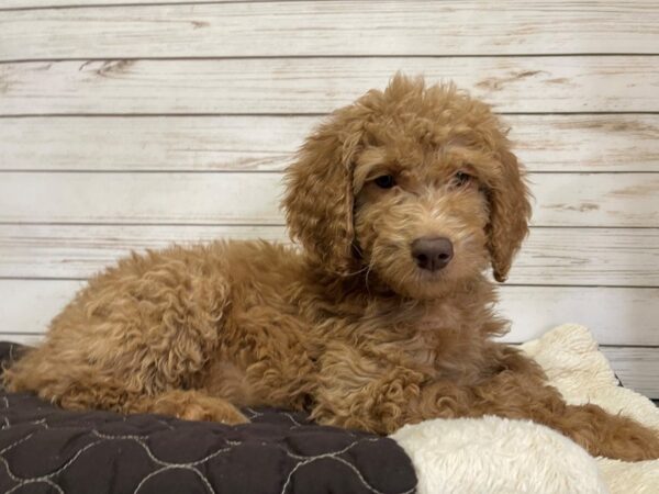 Goldendoodle 2nd Generation DOG Female Red 20570 Petland Batavia, Illinois