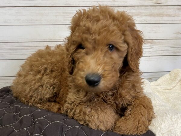 Goldendoodle 2nd Generation DOG Male Red 20569 Petland Batavia, Illinois