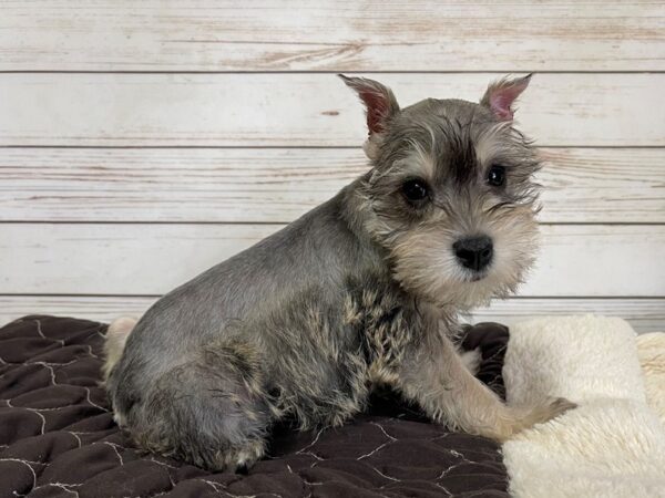 Miniature Schnauzer DOG Male Salt / Pepper 20588 Petland Batavia, Illinois