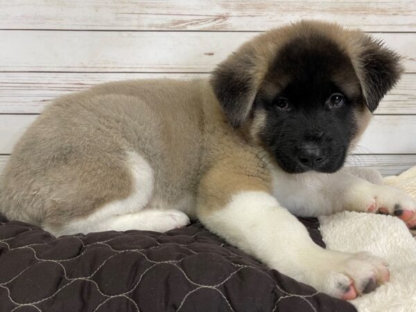 Akita DOG Male Dark Brown 20587 Petland Batavia, Illinois