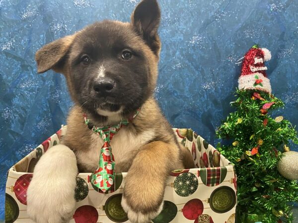 Akita-DOG-Male-Brown-12434-Petland Batavia, Illinois